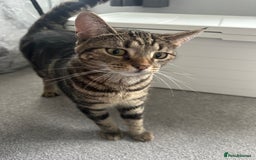 Domestic Shorthair cats for sale:  to a good home - 2 sisters  - Image 2