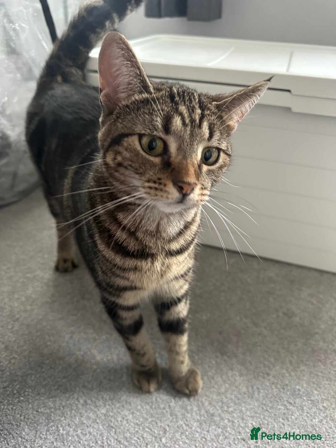 Domestic Shorthair cats for sale:  to a good home - 2 sisters  - Image 2