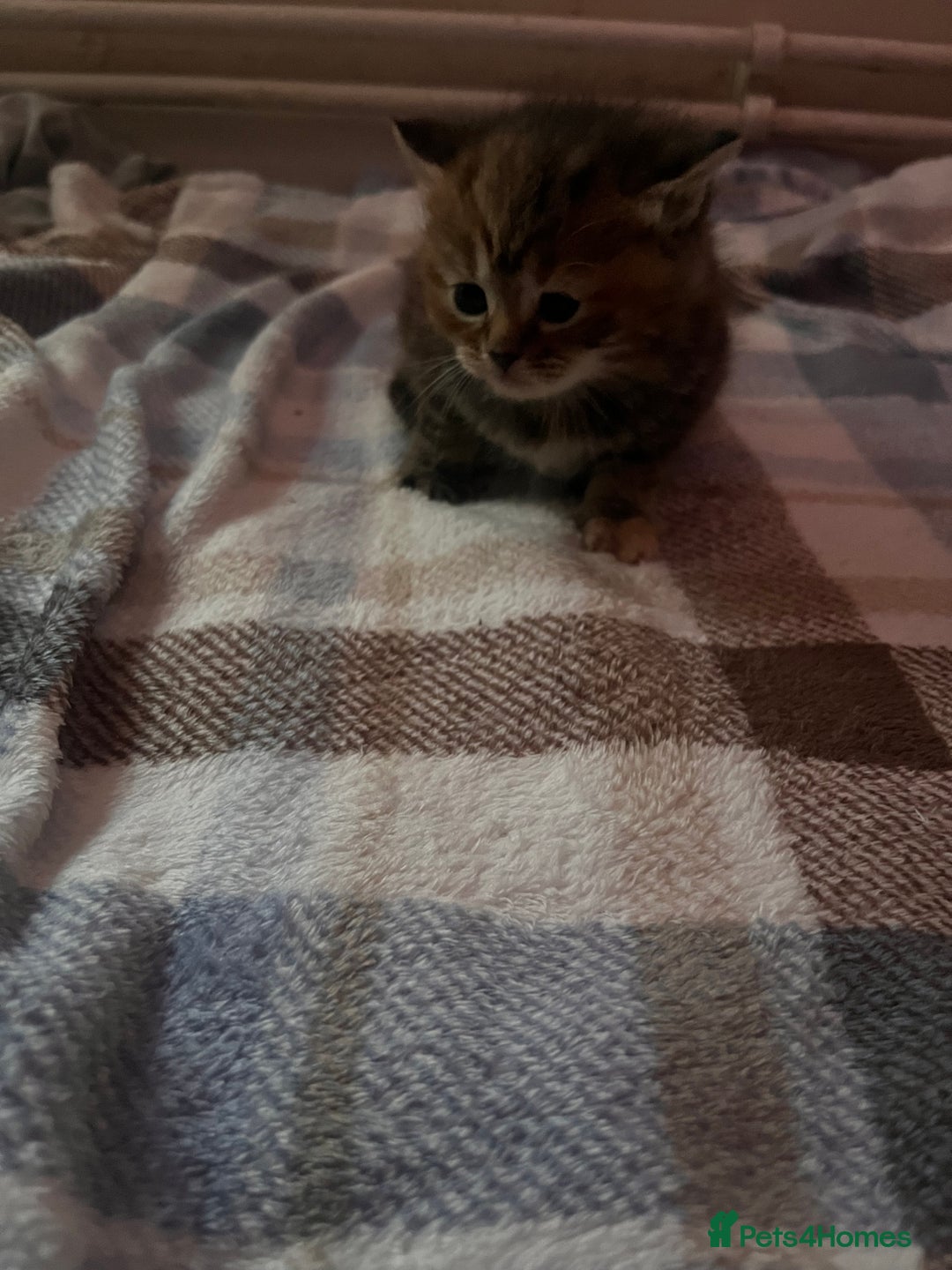 Maine Coon cats for sale: maincoon cross british shorthair  - Advert 4