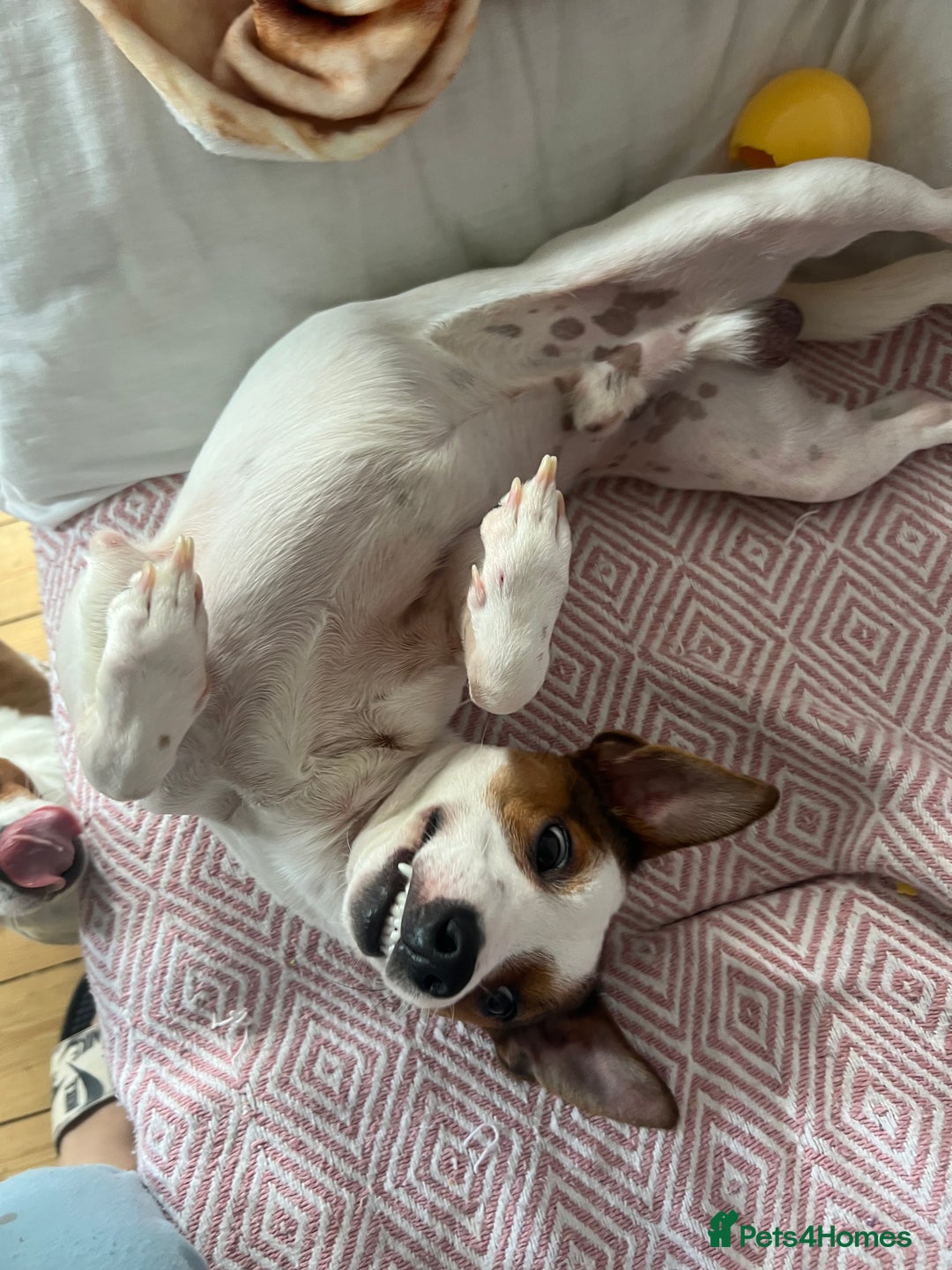 Jack Russell dogs for sale: Stunning Miniature Jack Russell Puppies!!! - Advert 24