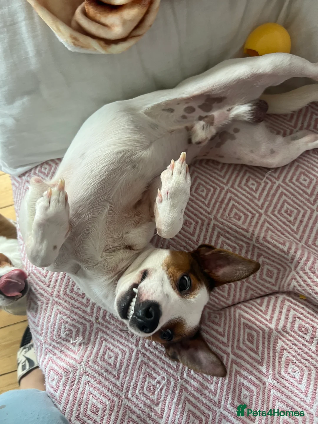 Jack Russell dogs for sale: Stunning Miniature Jack Russell Puppies!!! - Advert 21