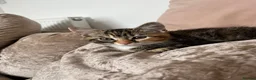 Mixed Breed cats for sale: 1 kitten left  - Advert 4