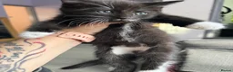 Ragcoon cats for sale: RAGCOON (sealpoint ragdoll mum-dad -Mainecoon) - Advert 17