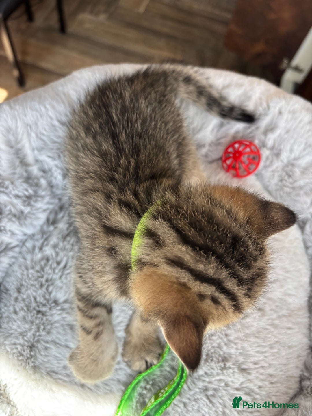 British Shorthair cats for sale: 💎Rare BSH Kittens💎Pedigree Champion Blood Line💎 - Image 18