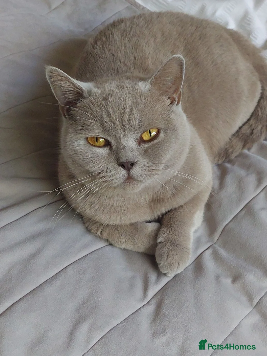 British Shorthair cats for sale: 💜LILAC GCCF REGISTERED FEMALE💜 - Advert 1