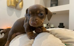 Dachshund dogs for sale: Dachshund puppies  - Image 8