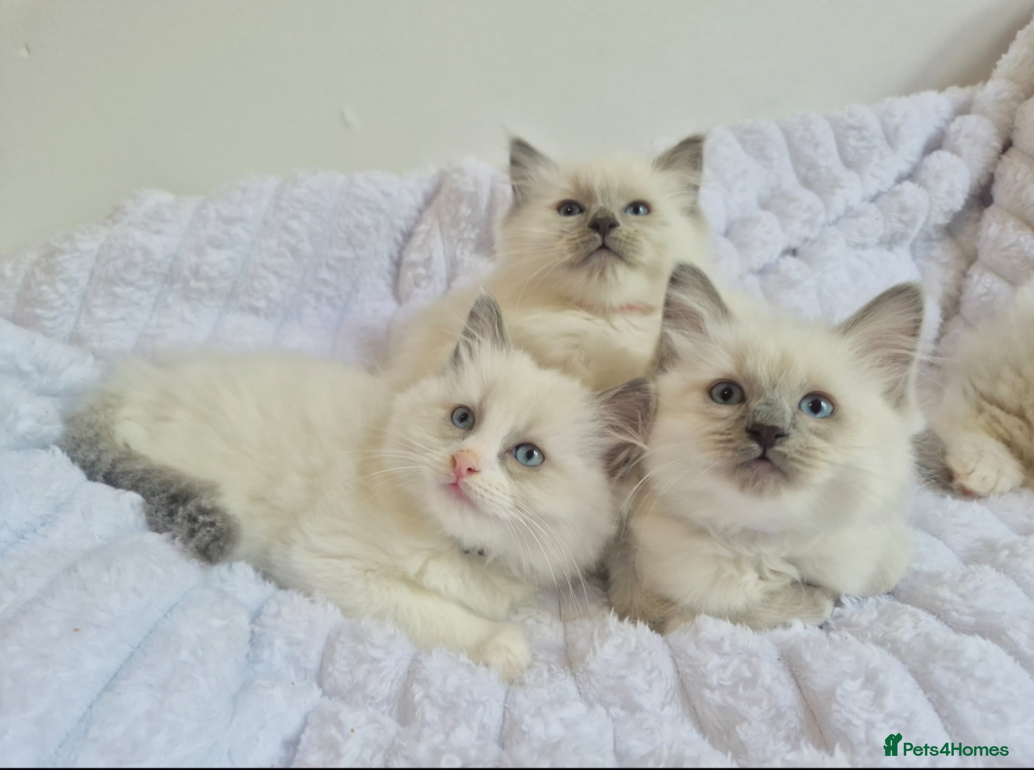 Ragdoll cats Ragdoll kittens (4 boys left)  - Advert 8