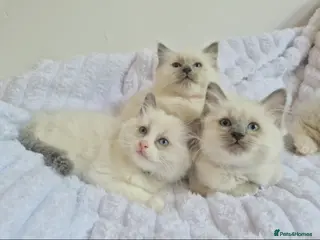 Ragdoll cats Ragdoll kittens (4 boys left) - Advert 8