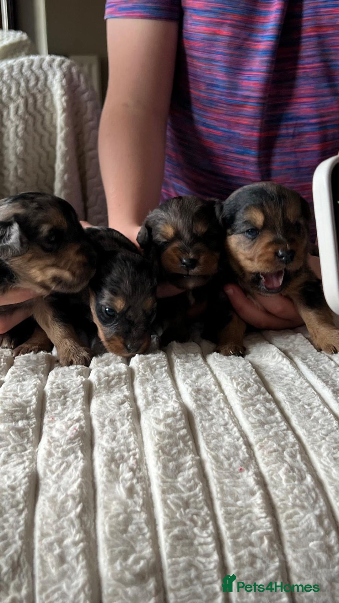 Jackapoo dogs for sale: 🐶🐾 F1 Minature Jackapoos 🐶🐾 - Image 17