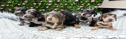 Dachshund dogs for sale: QUALITY LH/SMOOTH MIN DAXIS KC REG PRA CLR - Advert 17