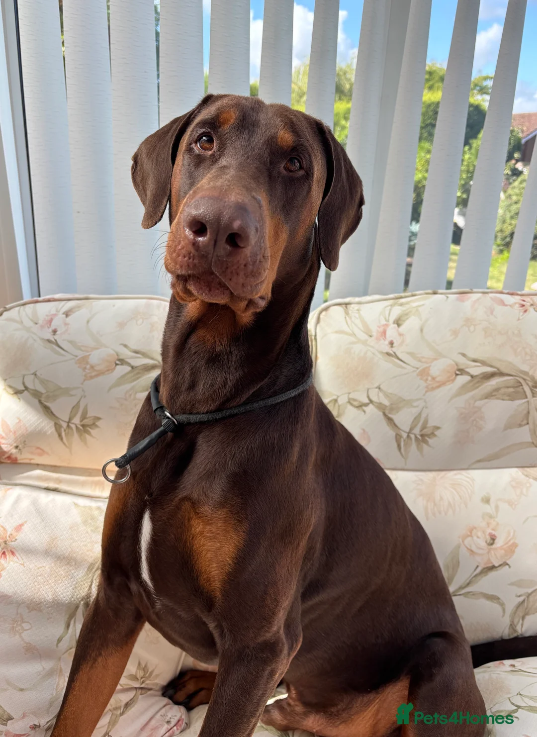 Dobermann dogs for stud: Doberman Available For Stud in Sutton Coldfield - Advert 3