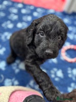 Mixed Breed dogs Gorgeous Ultimate Doodles! Last 2 girls left! - Advert 5