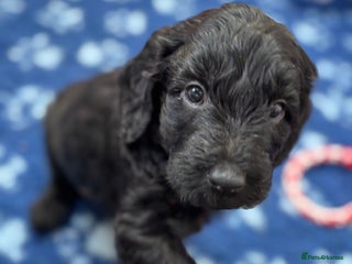 Mixed Breed dogs Gorgeous Ultimate Doodles! Last 2 girls left! - Advert 17