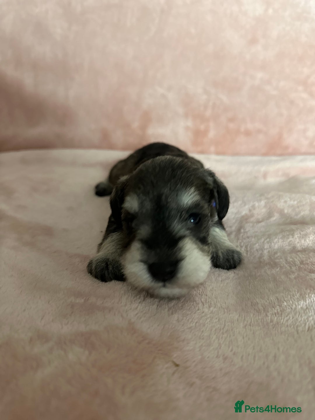 Miniature Schnauzer dogs for sale: OUTSTANDING CHAMPION LINES PUPPIES  - Advert 11