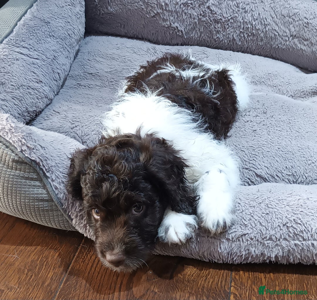 Sproodle dogs for sale: F1 Parti Sproodles 💥 REDUCED 💥 LAST TWO MALES 💥 in Kidderminster - Image 5