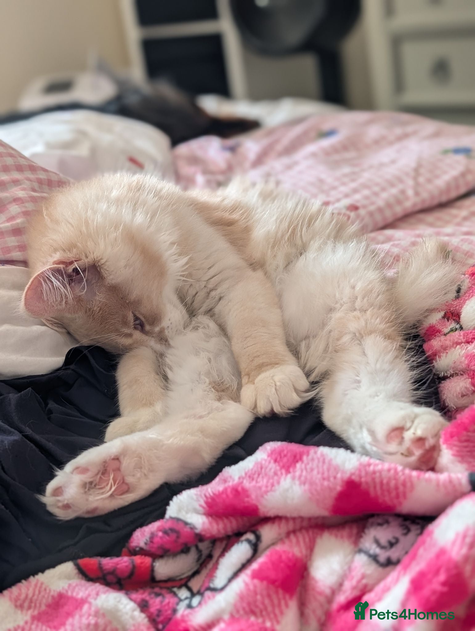Maine Coon cats REDUCED 2 male Mainecoons looking for a home asap! - Advert 11