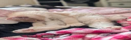Maine Coon cats for sale: 3 male Mainecoons  - Advert 3