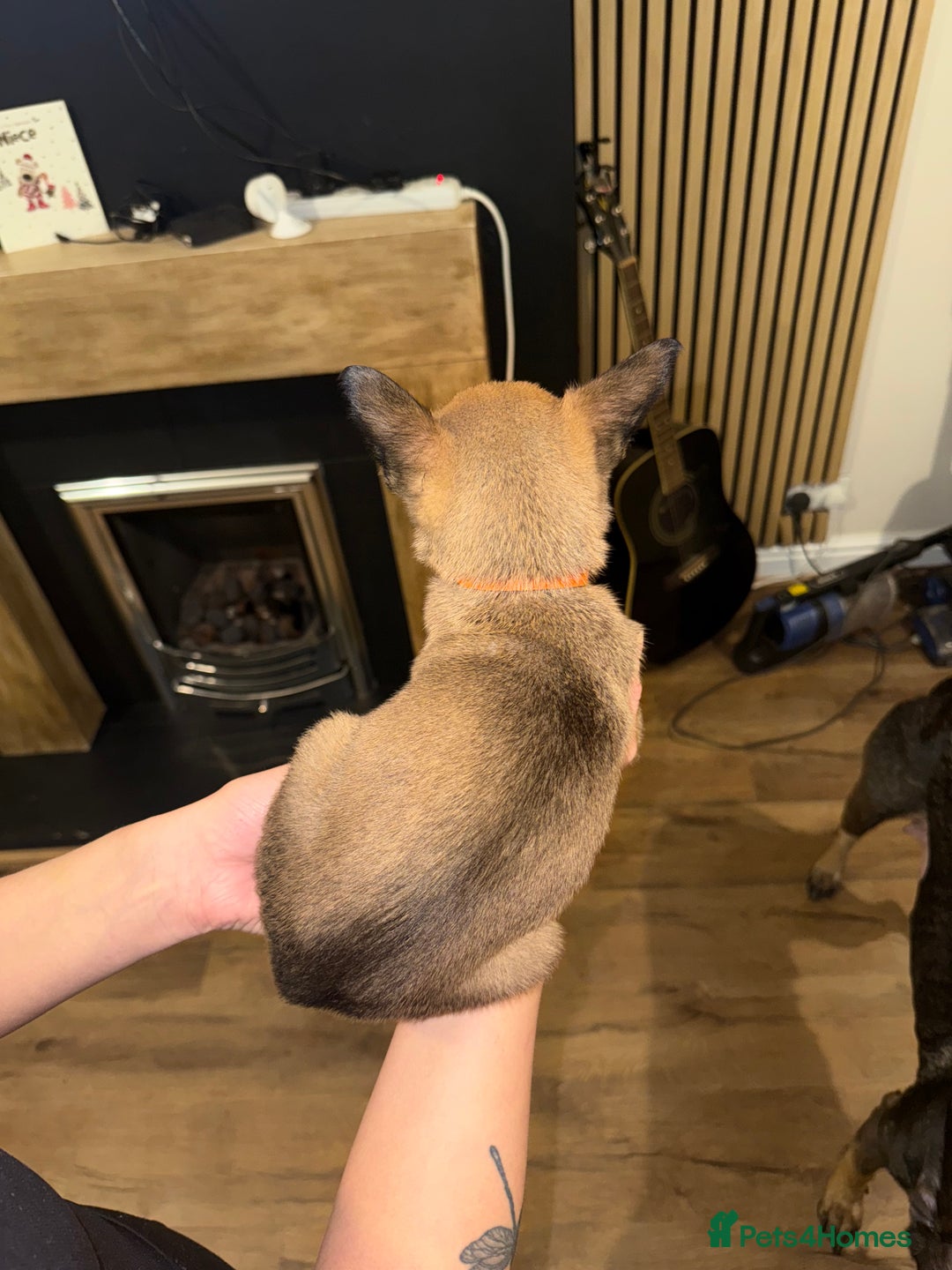 Belgian Shepherd Dog dogs for sale: Pure Belgian Malinois Puppies - Advert 26