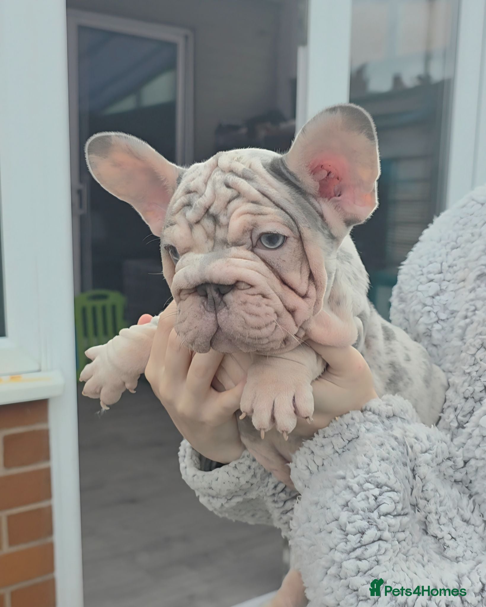 French Bulldog dogs 4 French Bulldog Pups left ready to leave  - Advert 2
