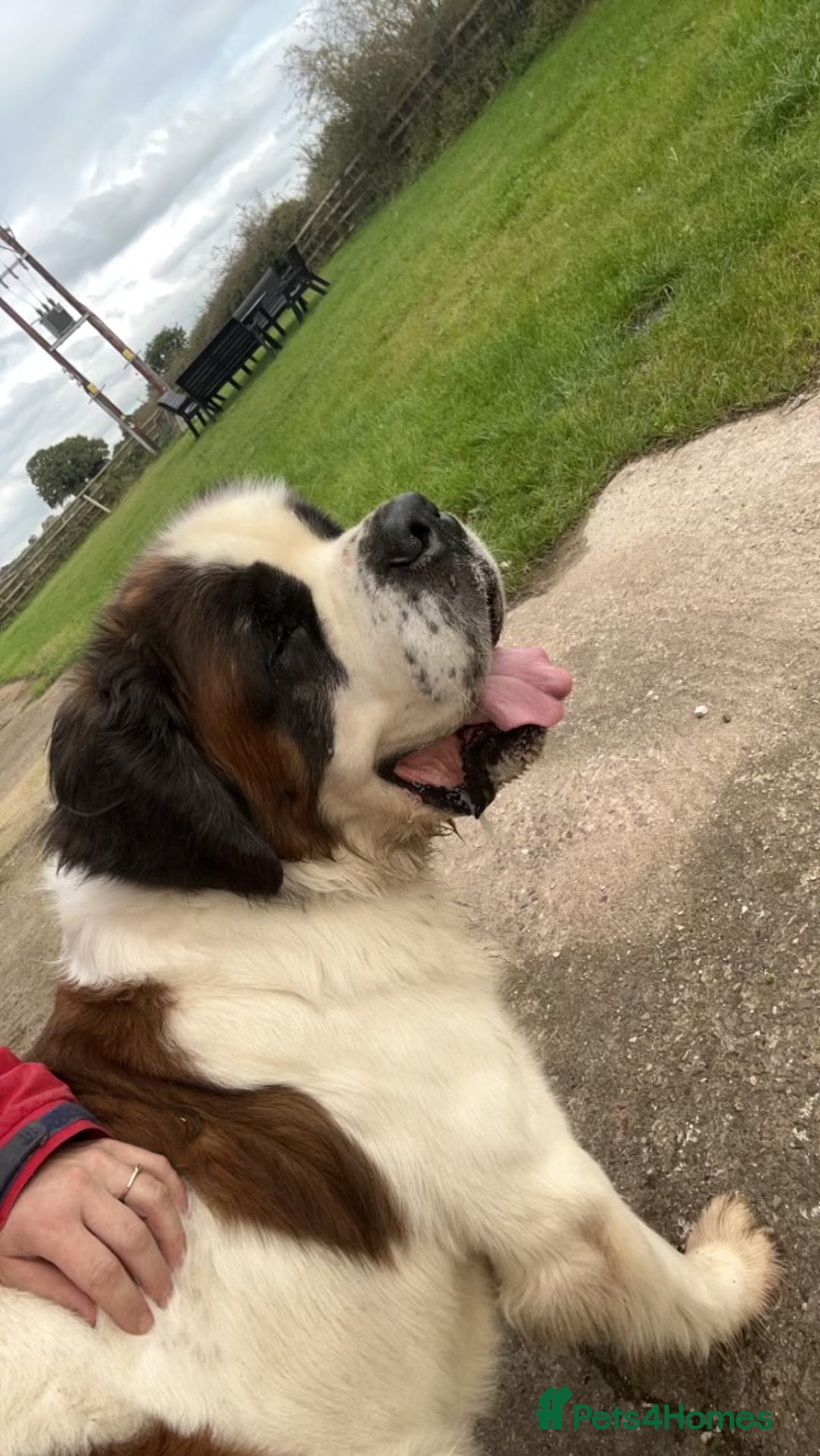 Saint Bernard dogs for stud: KC reg Big strong fluffy boy up for STUD (PROVEN) in Uttoxeter - Image 5