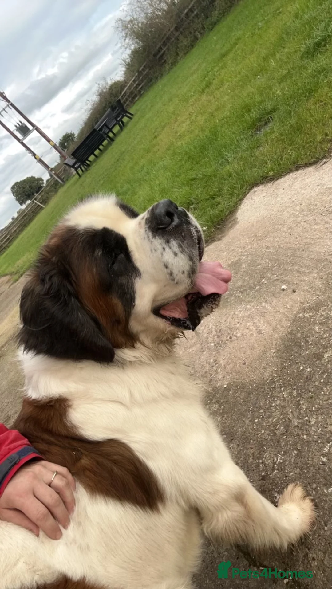 Saint Bernard dogs for stud: KC reg Big strong fluffy boy up for STUD (PROVEN) in Uttoxeter - Advert 5
