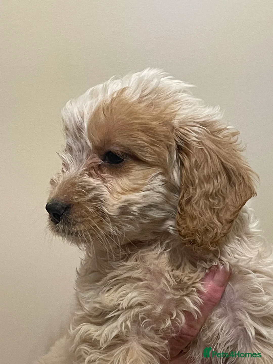 Cockapoo dogs for sale:  Cockapoo Puppies Ready for Loving Homes  - Advert 2