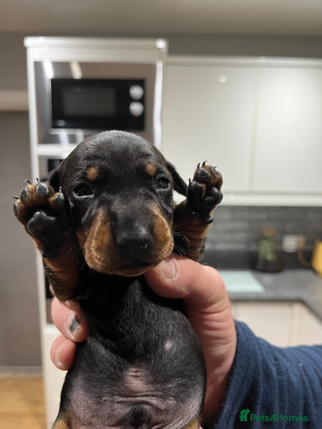 Dachshund dogs for sale: Dachshund puppies - Advert 13