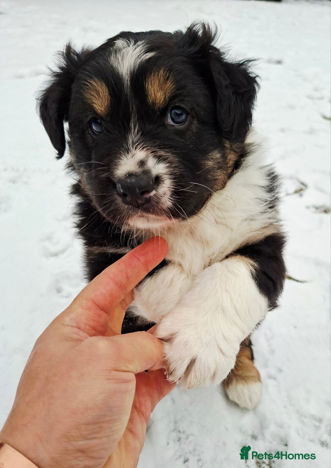 Australian Shepherd dogs for sale: Beautiful Australian Shepherd puppy for sale  - Advert 10