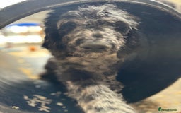 Goldendoodle dogs for sale:  F1b golden doodle puppies ready to go.  in Llandeilo - Image 14