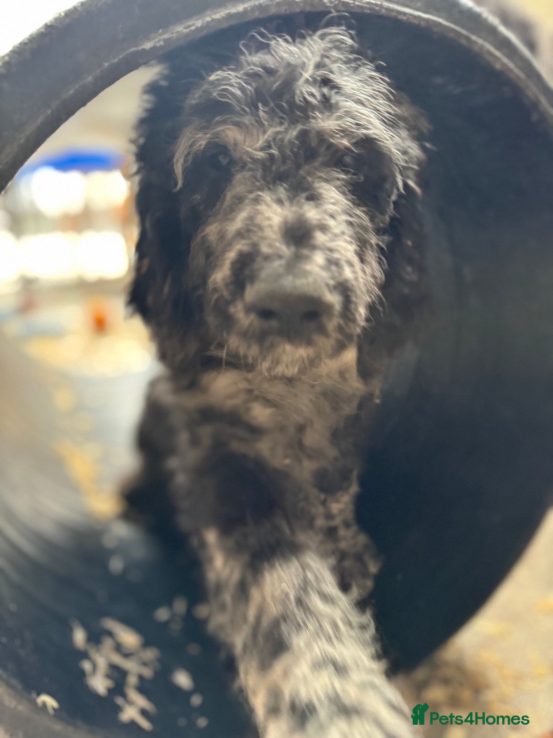 Goldendoodle dogs for sale:  F1b golden doodle puppies ready to go.  in Llandeilo - Image 14