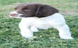 English Springer Spaniel dogs for sale: Puppy (male) KC ESS with titled parents FTW x FTAW - Image 13