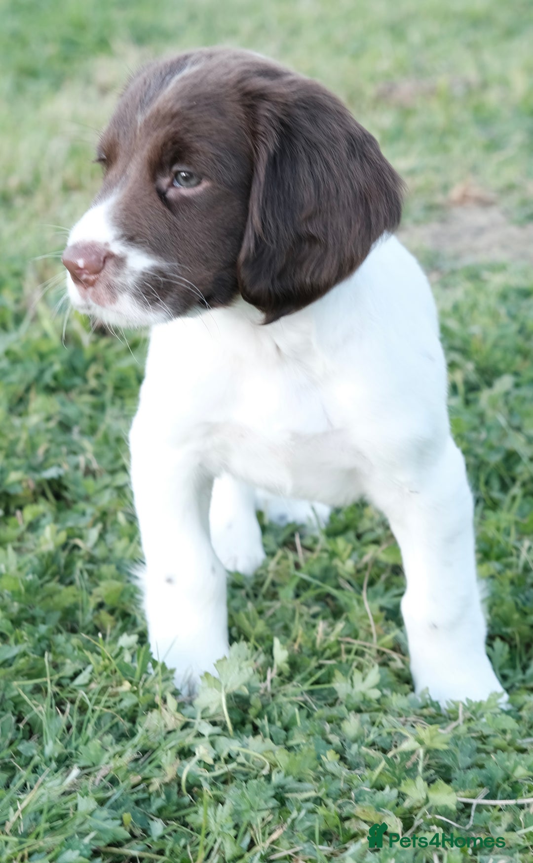 English Springer Spaniel dogs for sale: Puppy (male) KC ESS with titled parents FTW x FTAW - Image 13