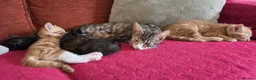 Mixed Breed cats for sale: 4 Beautiful kittens - Advert 3