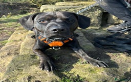 Mixed Breed dogs for sale: Staffy x for rehome ‼️ - Image 5