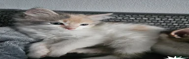 Siberian Kitten 3