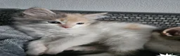 Siberian cats for sale: Beautiful Siberian kitten ready for a new home. - Advert 7