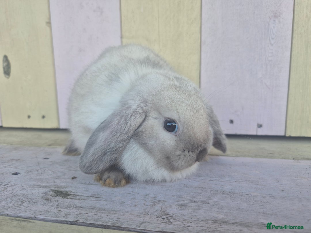 Mini Lop rabbits for sale: 💙 Beautiful and friendly mini lop boys 💙 - Advert 21