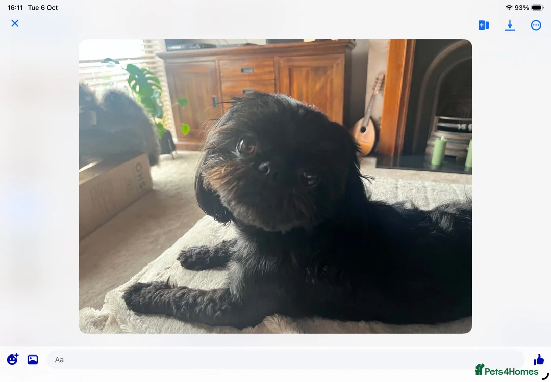 Shih Tzu dogs for stud: Beautiful Shih Tzu Boy for stud in Mansfield - Advert 1