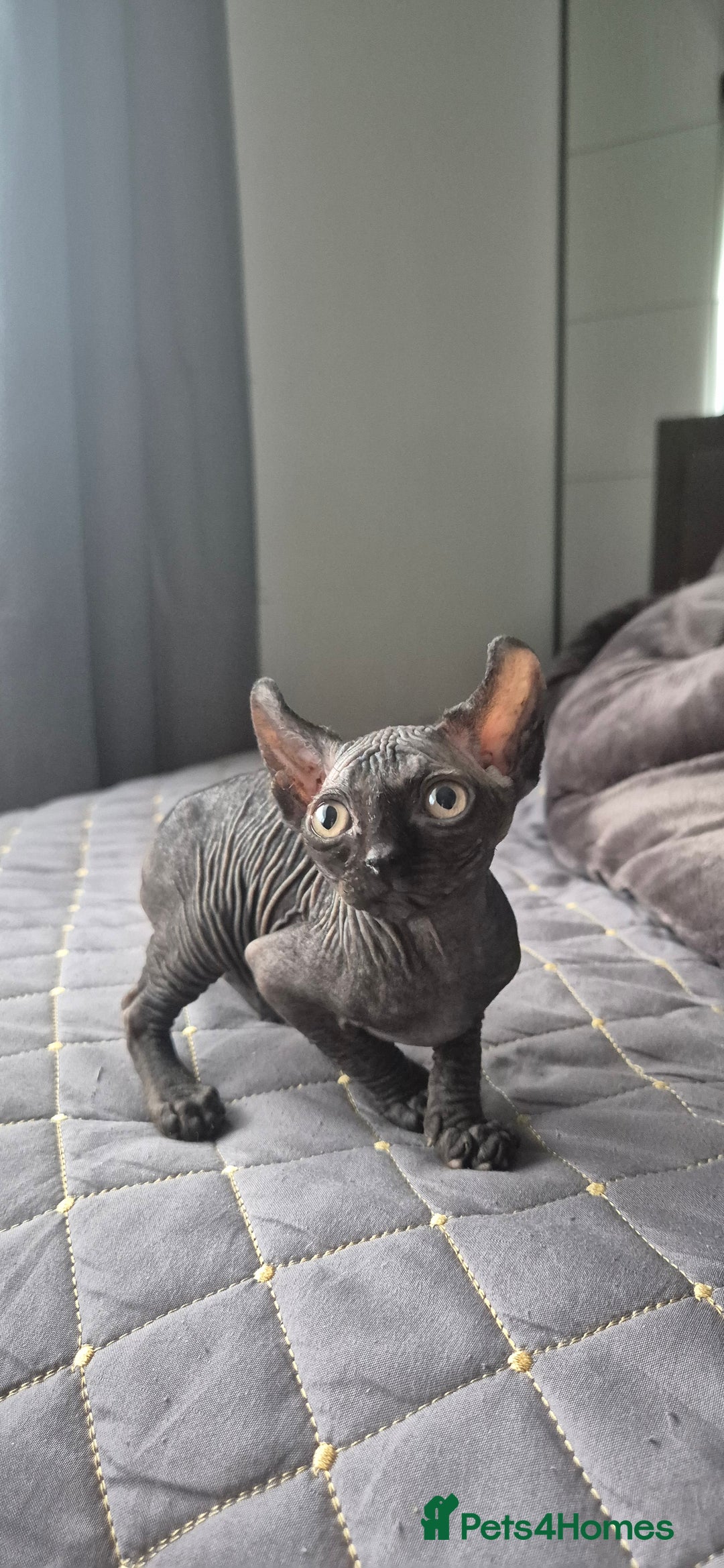 Sphynx cats for sale: Black elf and silver elf princesses - Advert 3