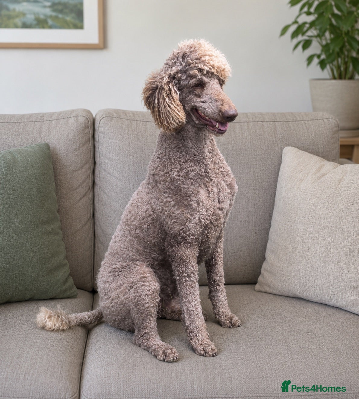Standard Poodle dogs Stunning KC Standard Poodle..health tested - Advert 3