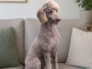 Standard Poodle dogs Stunning KC Standard Poodle..health tested - Advert 1