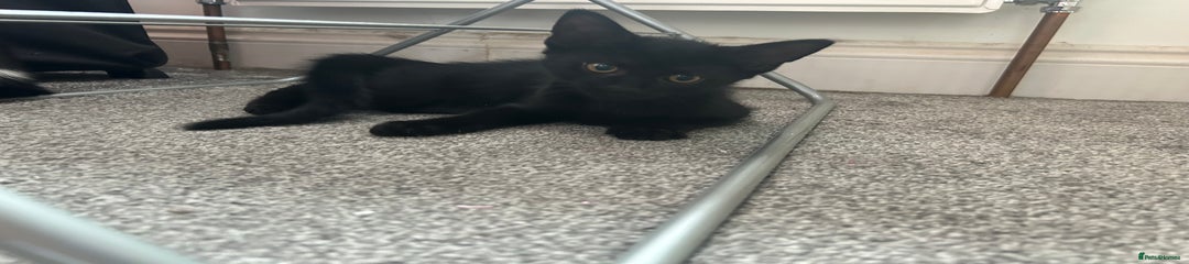 Mixed Breed Kitten 1