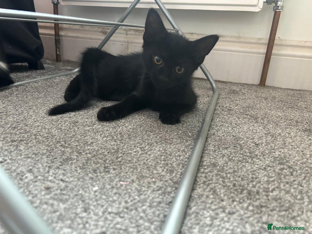 Mixed Breed cats for sale: 3 mixed breed kittens - Image 3