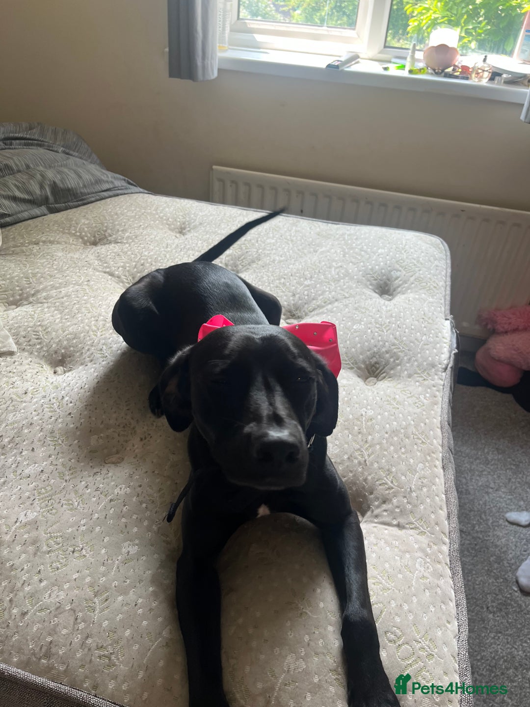 Mixed Breed dogs for sale: Gorgeous greyhound cross weimaraner - Advert 3