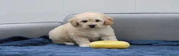 Cavapoochon dogs for sale: Cavapochon puppies for sale - Advert 8