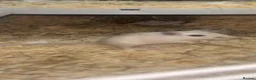 Gerbil rodents for sale: Female gerbil in Cardiff - Advert 2