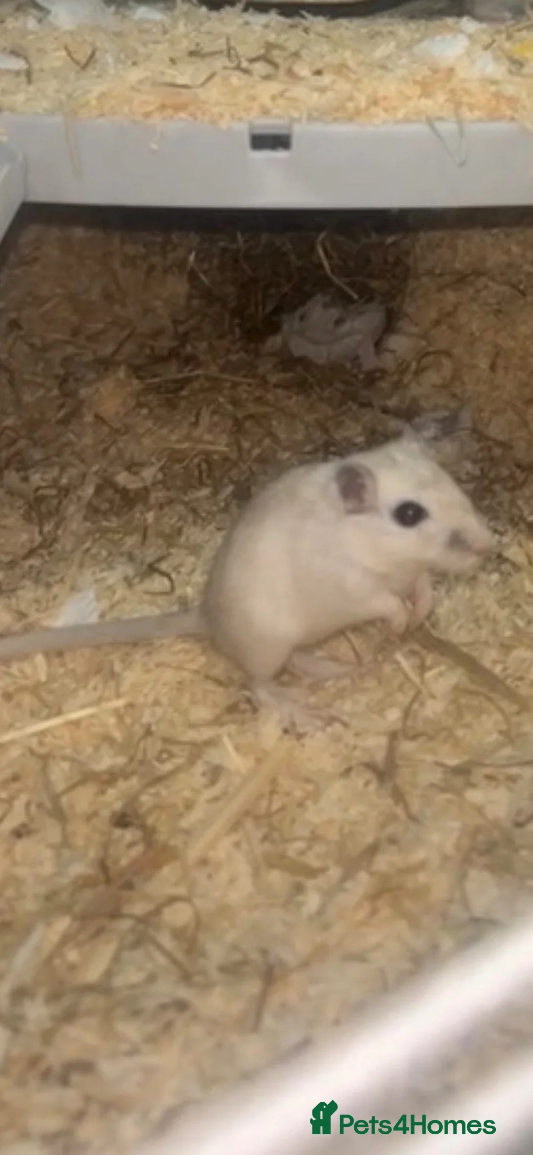 Gerbil rodents for sale: Female gerbil in Cardiff - Advert 2