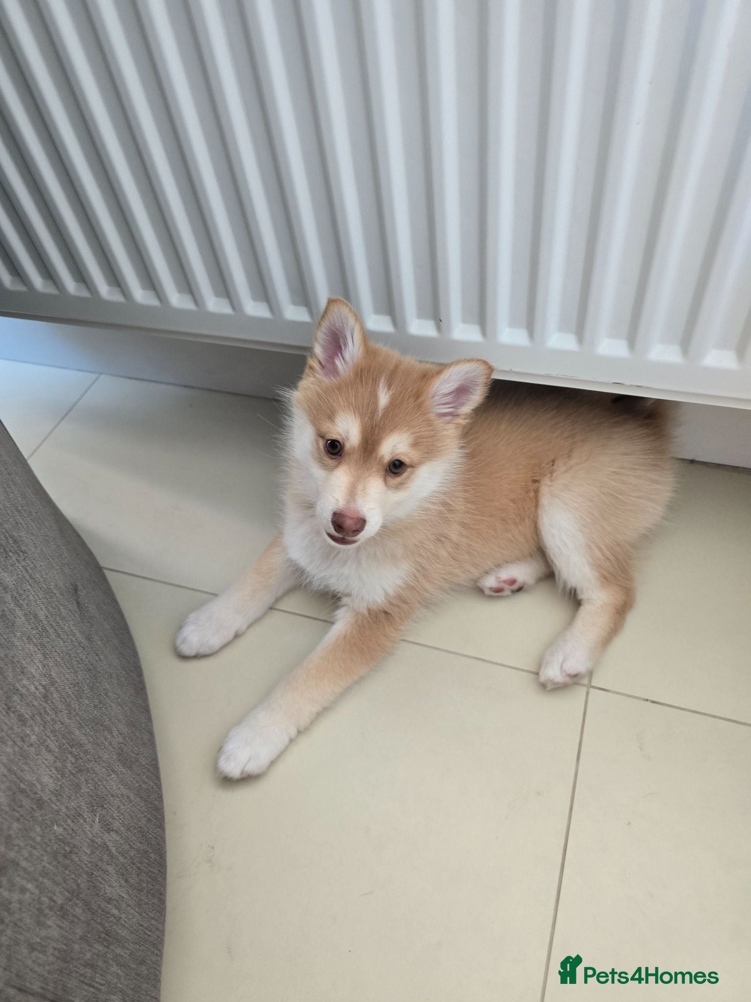 Pomsky dogs Red/white handsome boy left - Advert 1