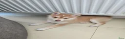 Pomsky dogs for sale: Stunning Red Boy  - Advert 7