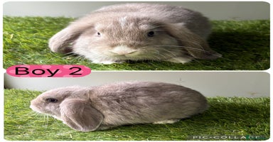 Mini Lop rabbits - Advert 2